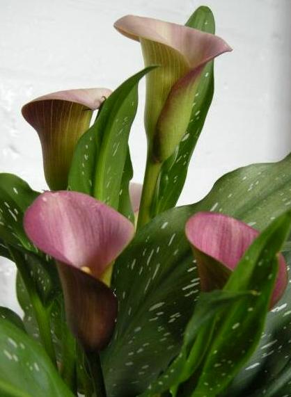 Calla aethiopica